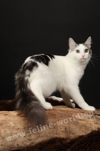 angora_turc_black-silver-mackerel-tabby-et-blanc (race)